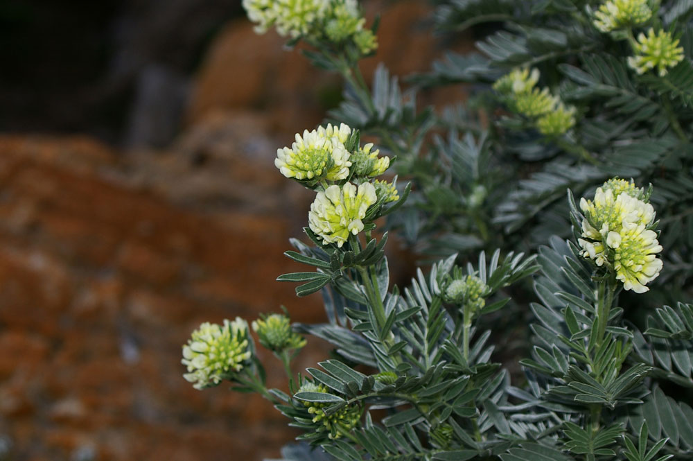 Anthyllis barba-jovis / Vulneraria barba di Giove